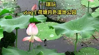 Vlog|一琪玩|苏州荷塘月色湿地公园