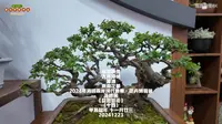【原创】福建映像 大美漳州 漳浦 东南花都 2024年海峡两岸现代农业•花卉博览会 花博园【盆栽艺术】（十四）
