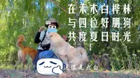 关于我在禾木白桦林结交了四位好朋狗的那件事 | 我的阿勒泰