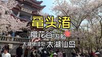 鼋头渚：赏樱正当时