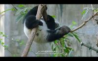 成都大熊猫繁育研究基地景区形象展示视频