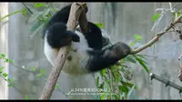 成都大熊猫繁育研究基地景区形象展示视频