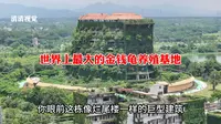 这里就是世界上最大的金钱龟养殖基地，最贵的一只金钱龟就卖到250万你敢信吗#万龟园#李艺#航拍