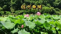 【旅游】七月的杭州西湖，正是荷花盛开的时候