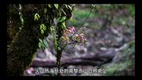 火山热海植物
