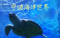 你该不会还没去过宁波海洋世界吧？手动狗头？？？