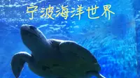 你该不会还没去过宁波海洋世界吧？手动狗头？？？