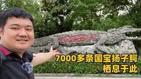浙江长兴扬子鳄村：7000多条扬子鳄栖息于此，可爱温顺的国宝