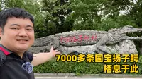 浙江长兴扬子鳄村：7000多条扬子鳄栖息于此，可爱温顺的国宝