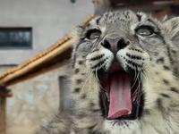 3.17小雪豹玩耍直播cut，雪豹攀爬能力好强，一个垂直的木架豹豹直接就爬上去了cr.西藏野生动物保护园