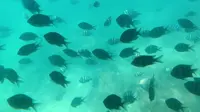 【云旅游】2022.6.23 三亚蜈支洲岛 半潜艇视角 近距离观热带鱼+热带珊瑚礁