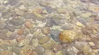 杨梅坑的水很清