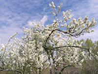 乌鲁木齐鲤鱼山公园