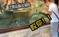 沈阳森林动物园游记——东北虎、花豹、狮子、猞猁等动物