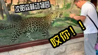 沈阳森林动物园游记——东北虎、花豹、狮子、猞猁等动物