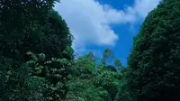 桂林之花
