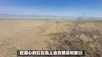 榆林红碱淖景区游玩攻略