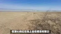 榆林红碱淖景区游玩攻略