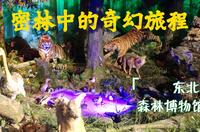 东北林大的森林博物馆：密林中的奇幻旅程