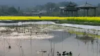 不负春光里的油菜花丨福建三明建宁修竹荷苑