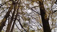南昌植物园   邂逅银杏树