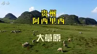 贵州阿西里西大草原，自驾极限公路，风吹草低见牛羊