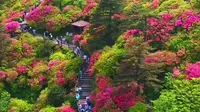 人间四月天，麻城看杜鹃！又是一年杜鹃红，湖北麻城龟峰山的杜鹃花开得正艳