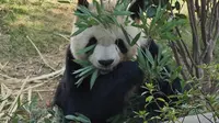 5只熊猫50元！福州熊猫世界值得去吗？