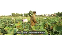 苏州荷花市集爆火背后：一朵荷花如何串起一条消费链？