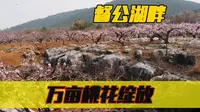 桃红柳绿,正是春天最美的时刻，徐州督公湖万亩桃花绽放
