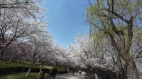 潍坊浞河景区樱花大道