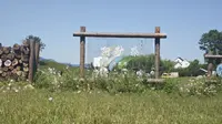 5.31碧云花海