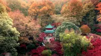 长沙/爱晚亭极致秋色