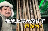 浙江安吉竹博园：这里有200多种竹子，还有大熊猫，适合亲子游！