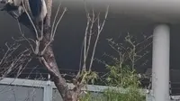 福州熊猫世界  科豆