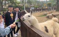 苏州上方山动物园，门票60一张，100多种动物，睡着的就有一大半