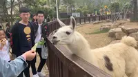 苏州上方山动物园，门票60一张，100多种动物，睡着的就有一大半
