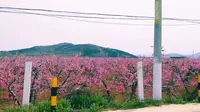 4月5日游山东肥城刘台桃花源景区