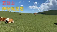 2亿年前的鬼见愁，生长在海拔2893米，零下40度的五台山中台顶峰