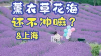 上海大片的薰衣草终于到了盛花期！现在人还不多，抓紧去打卡