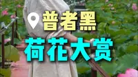 普者黑的荷花开了，绝美！