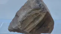 20260417淮南八公山地質博物館
