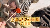 【vlog】在上海野生动物园的一天