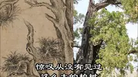 将军柏，汉武帝亲封为将军；嵩阳汉柏图，乾隆皇帝亲笔所画