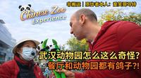爱尔兰爱笑哥马特第一次逛武汉动物园！动物太奇怪了…讲价失败还找不到熊猫！
