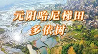 元阳哈尼梯田多依树航拍