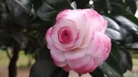 佛山植物园随拍
