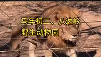 马年初二，八达岭野生动物园自驾游全景