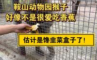 鞍山动物园猴子怎么这么多？不爱吃香蕉就爱吃韭菜盒子！