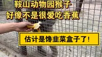 鞍山动物园猴子怎么这么多？不爱吃香蕉就爱吃韭菜盒子！